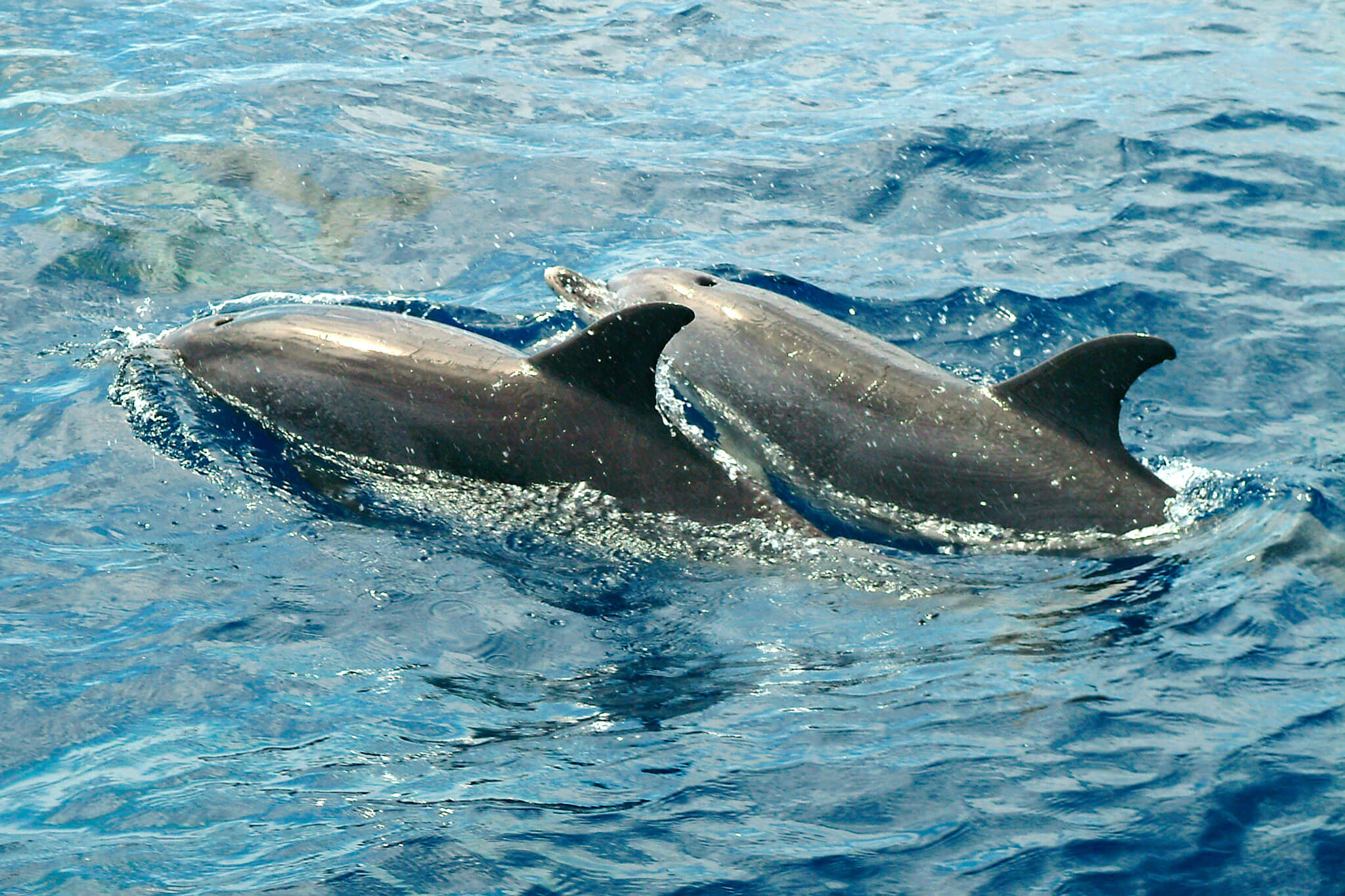 experiencias-golfinhos-explore-terceira