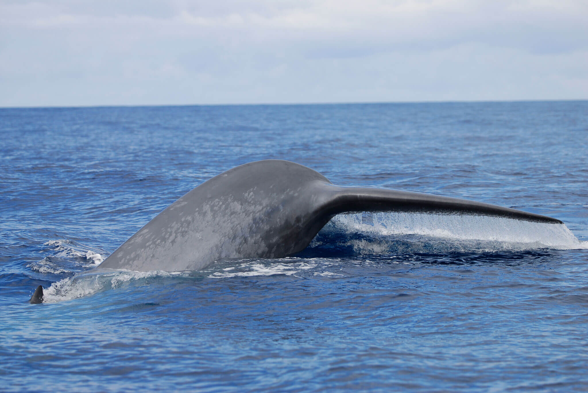 experiencias-mar-baleia-3-ondas-explore-terceira